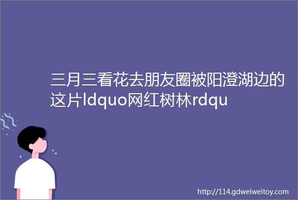 三月三看花去朋友圈被阳澄湖边的这片ldquo网红树林rdquo刷屏了