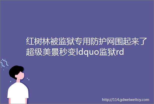 红树林被监狱专用防护网围起来了超级美景秒变ldquo监狱rdquo